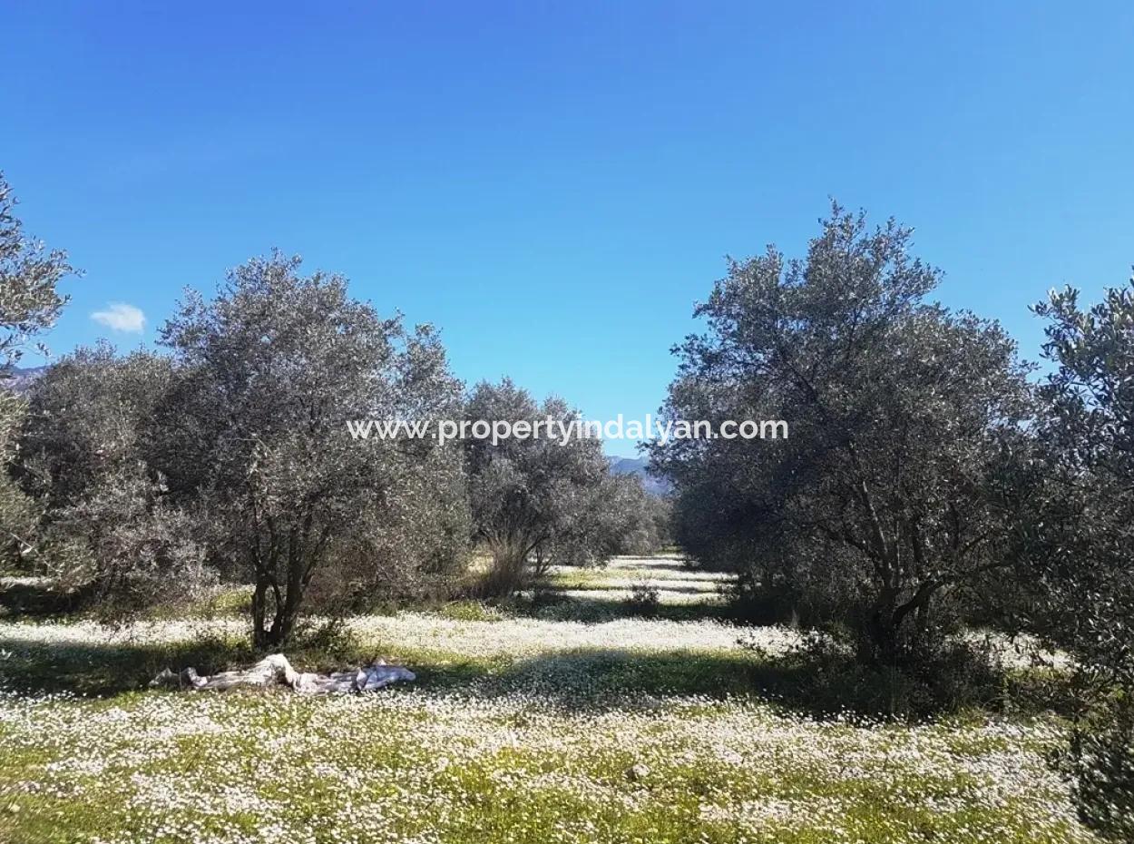 Grundstück E.p. Mit Seeblick Im Gebiet Köycegiz Zeytin