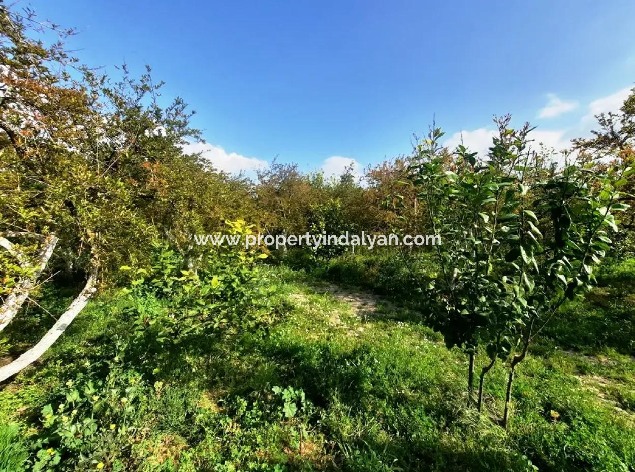 Ortaca Güzelyurt 1 500 M2 Grundstück Zu Verkaufen 250 M2 Baugenehmigung