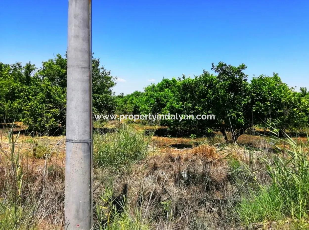 Zitrone Garten Zu Verkaufen Schnäppchen Ortaca