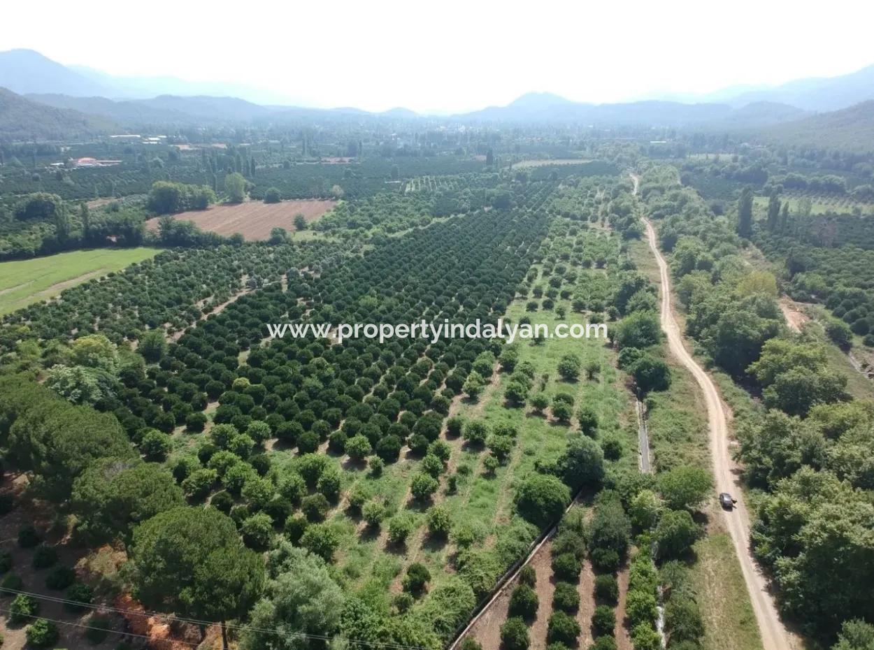 Orange Grove Zum Verkauf An Beyoba