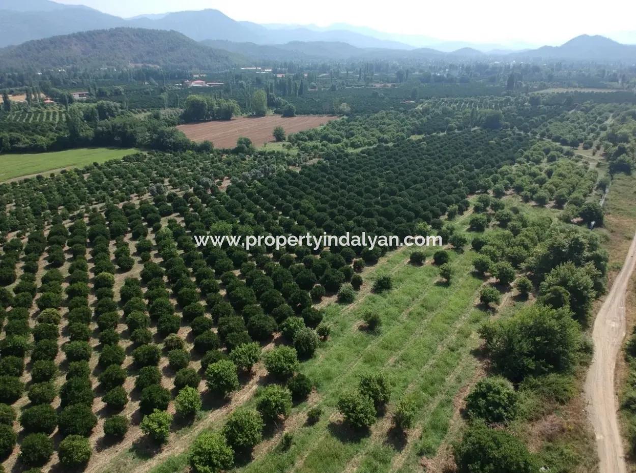 Orange Grove Zum Verkauf An Beyoba