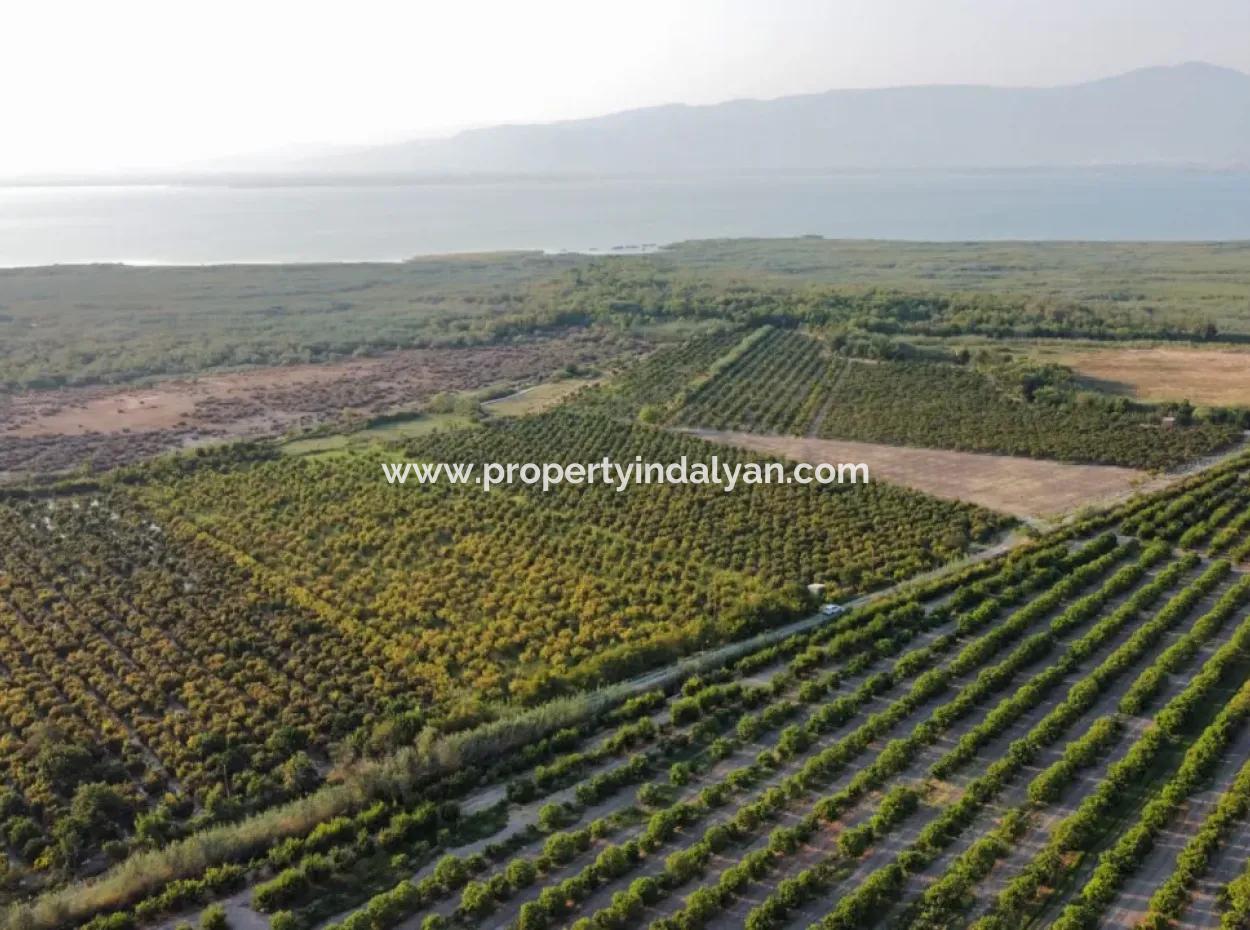 Granatapfelgarten Zum Verkauf In Mugla Ortaca Tepearasi