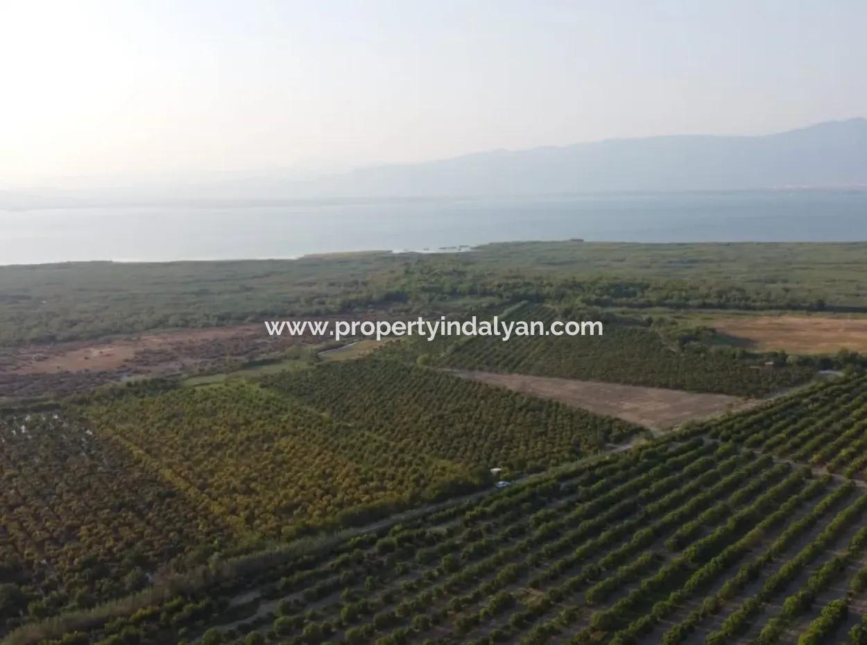 Granatapfelgarten Zum Verkauf In Mugla Ortaca Tepearasi