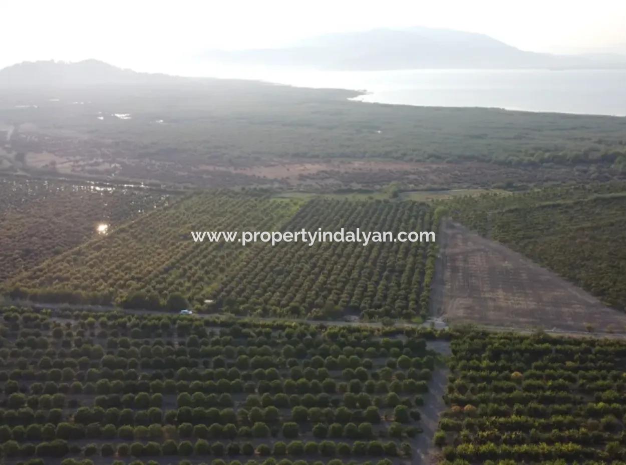 Granatapfelgarten Zum Verkauf In Mugla Ortaca Tepearasi