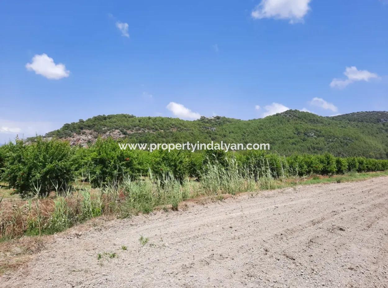 Fruchtbares Land Zu Vermieten In Ortaca Güzelyurt