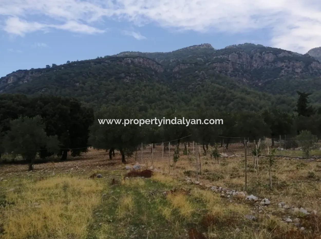 2788 M2 Feld Mit Seeblick Zu Verkaufen In Mugla Köyceğiz Zeytinalanı