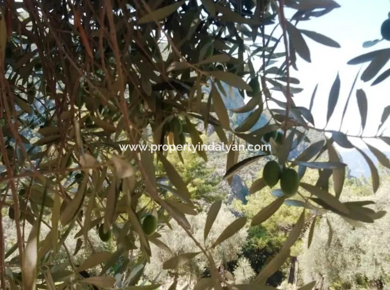 Olivenhain Mit Meerblick Zum Verkauf In Köyceğiz Ekincik