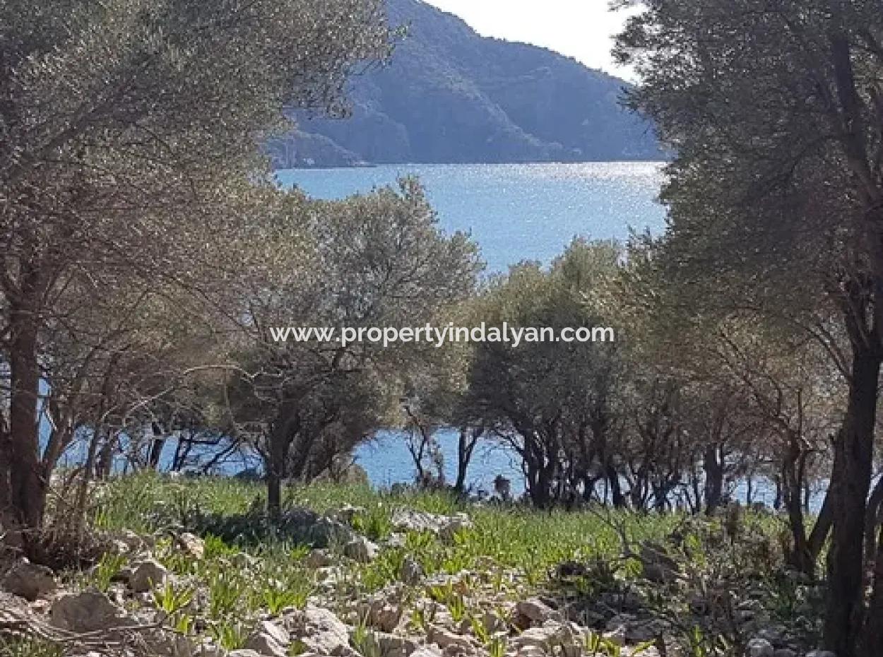 Dalyan, Gökbel De Meer Freistehend 1 300 M2 Olivenhain Zu Verkaufen