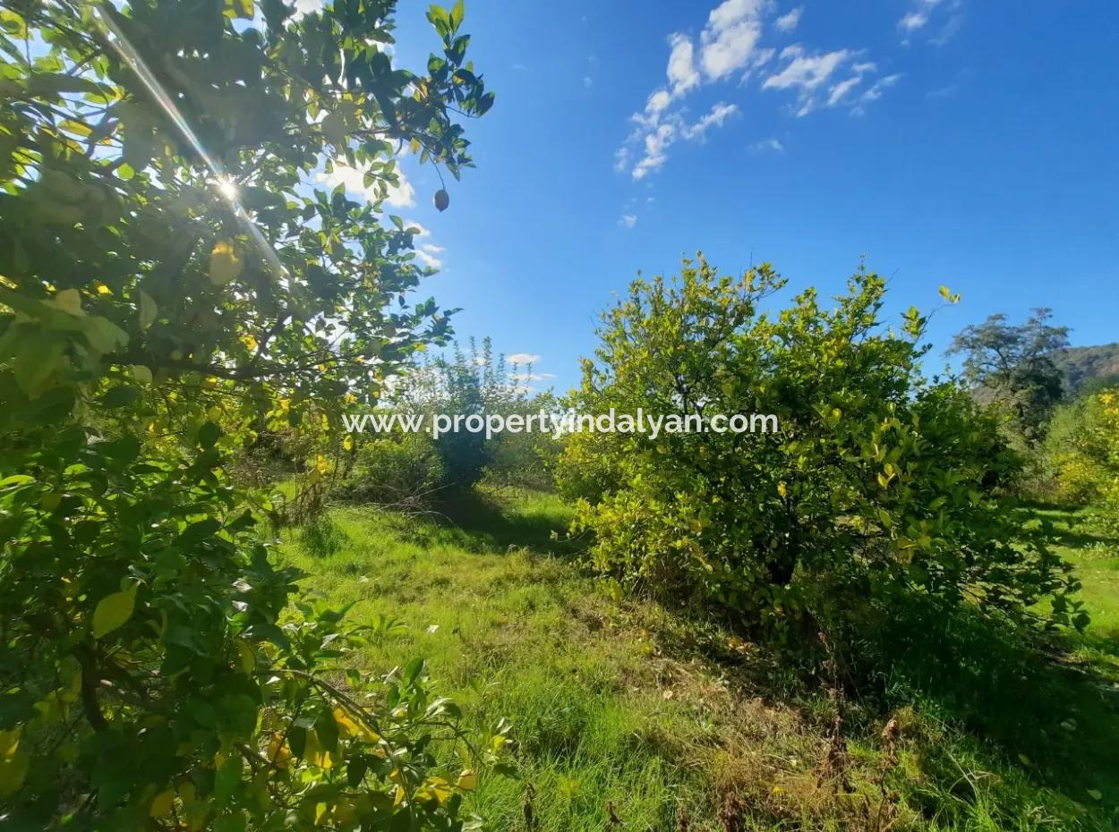 Ortaca Ekşiliyurt Geeignet Für Investitionen 11 850 M2 Zitronengarten Und 4 Gebäude Zum Verkauf