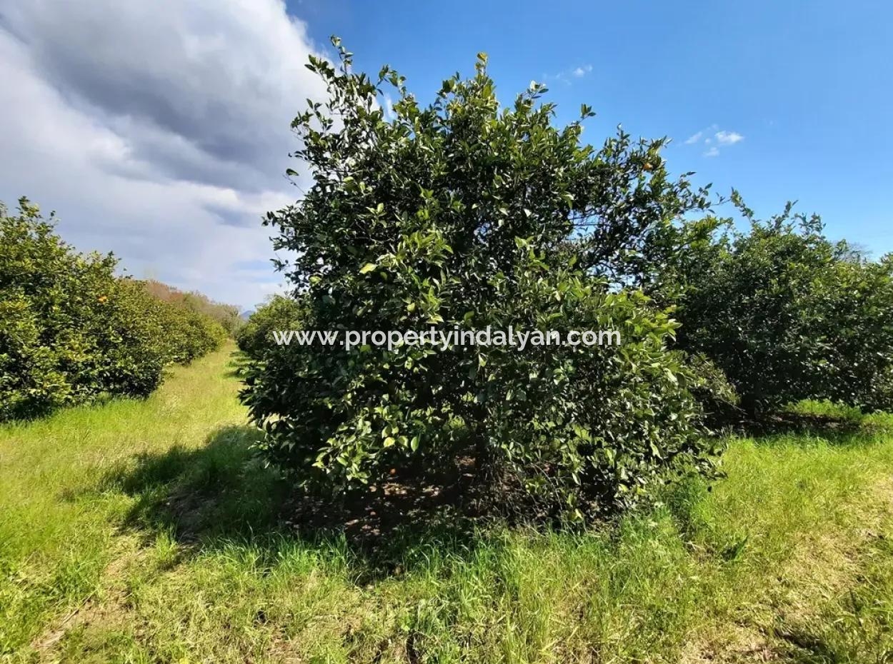 Ortaca Mergenlide 5134 M2 Und Offizielle 50 M2 Baugenehmigung Zitrusgarten Zu Verkaufen