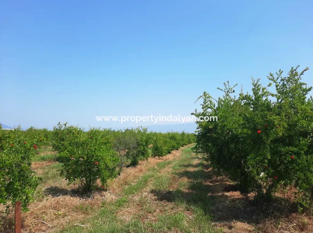 Muğla Ortaca Tepearası Zum Verkauf Kelepir Freistehendes 22 250 Grundstück