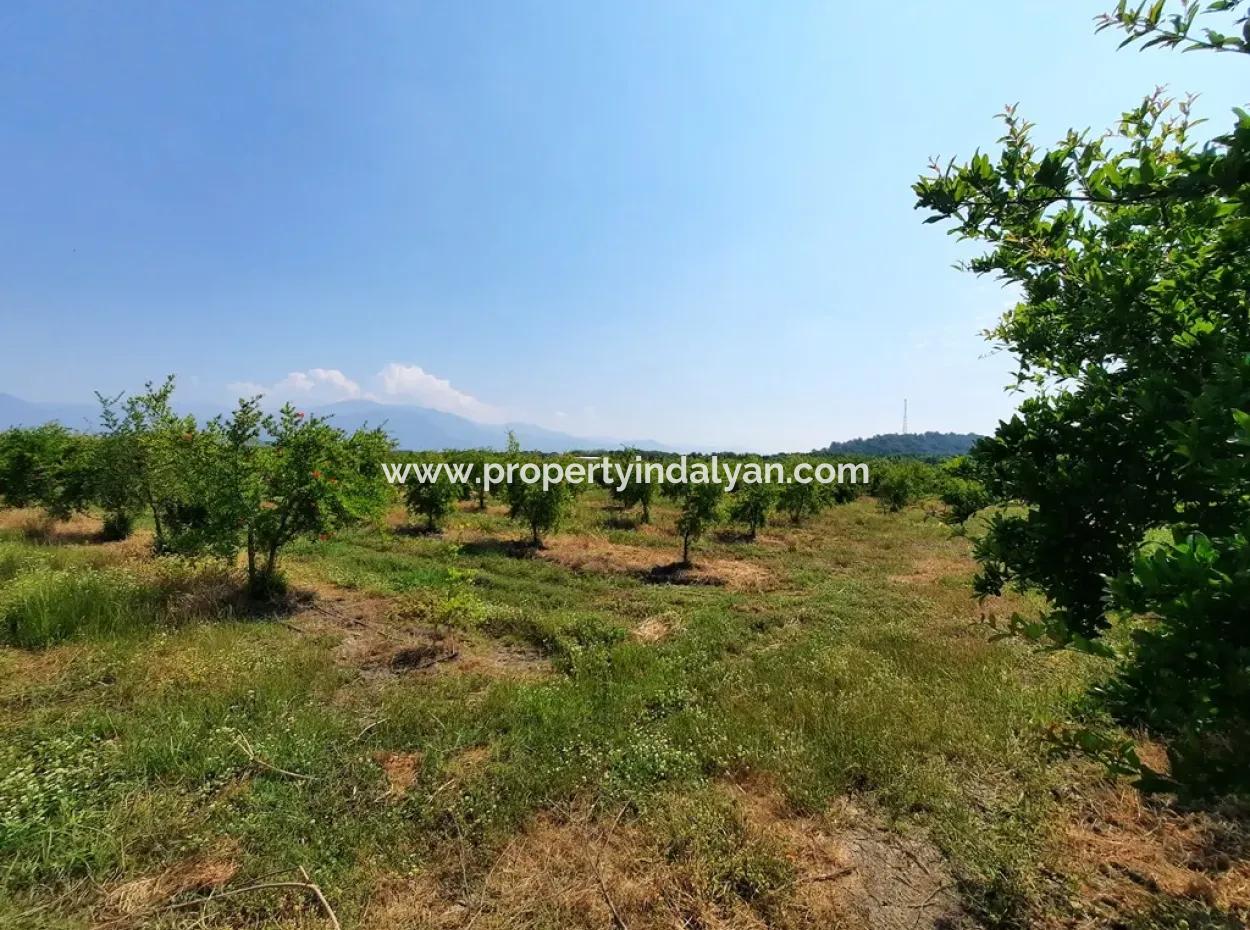 Muğla Ortaca Tepearası Zum Verkauf Kelepir Freistehendes 22 250 Grundstück