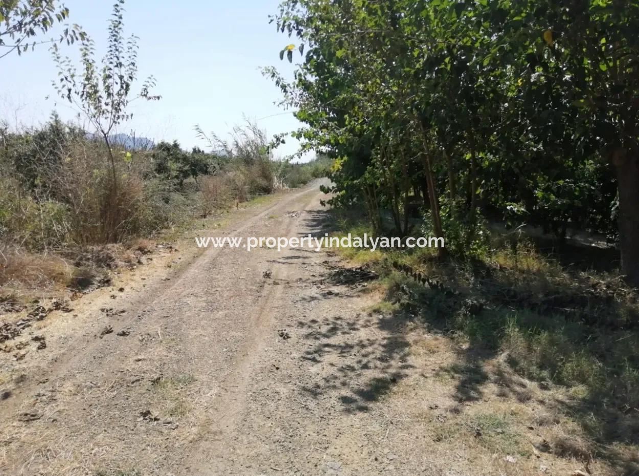 Granatapfelgarten Zum Verkauf In Mugla Ortaca Tepearasi