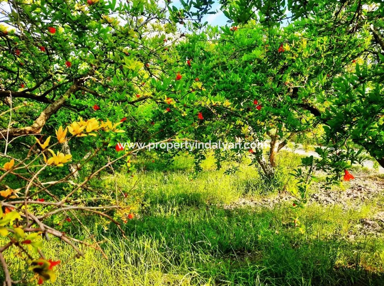 For Sale Big Land In Dalyan 24 000 M2