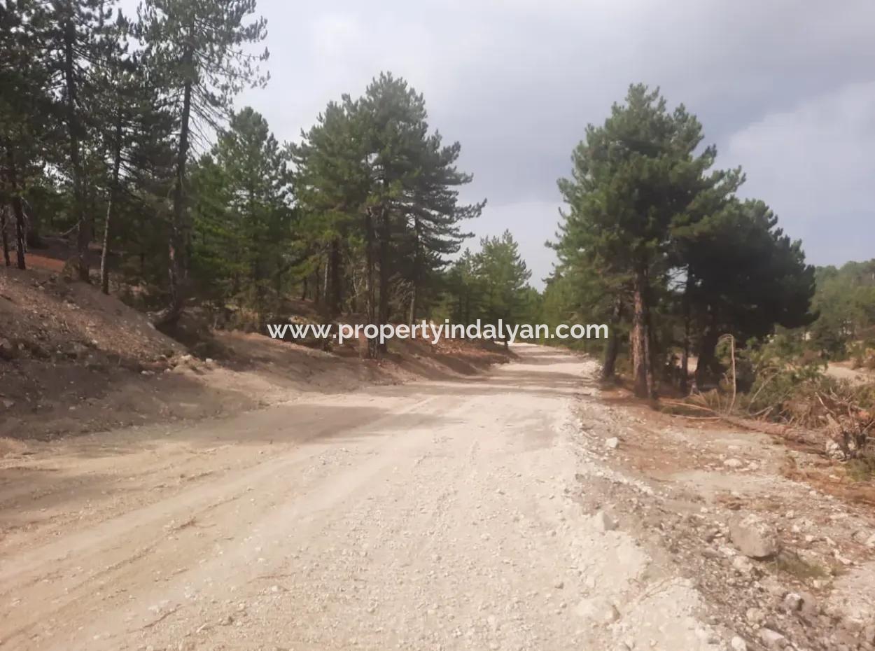6 230 M2 Fruchtbares Land Zur Miete In Çameli Cumaalanı