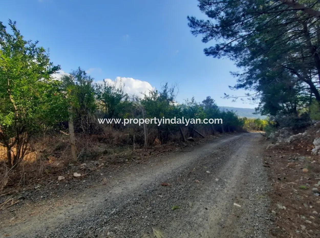 Ortaca Mergenlide Schnäppchen Zu Verkaufen 10.000 M2 Granatapfelgarten Zu Verkaufen