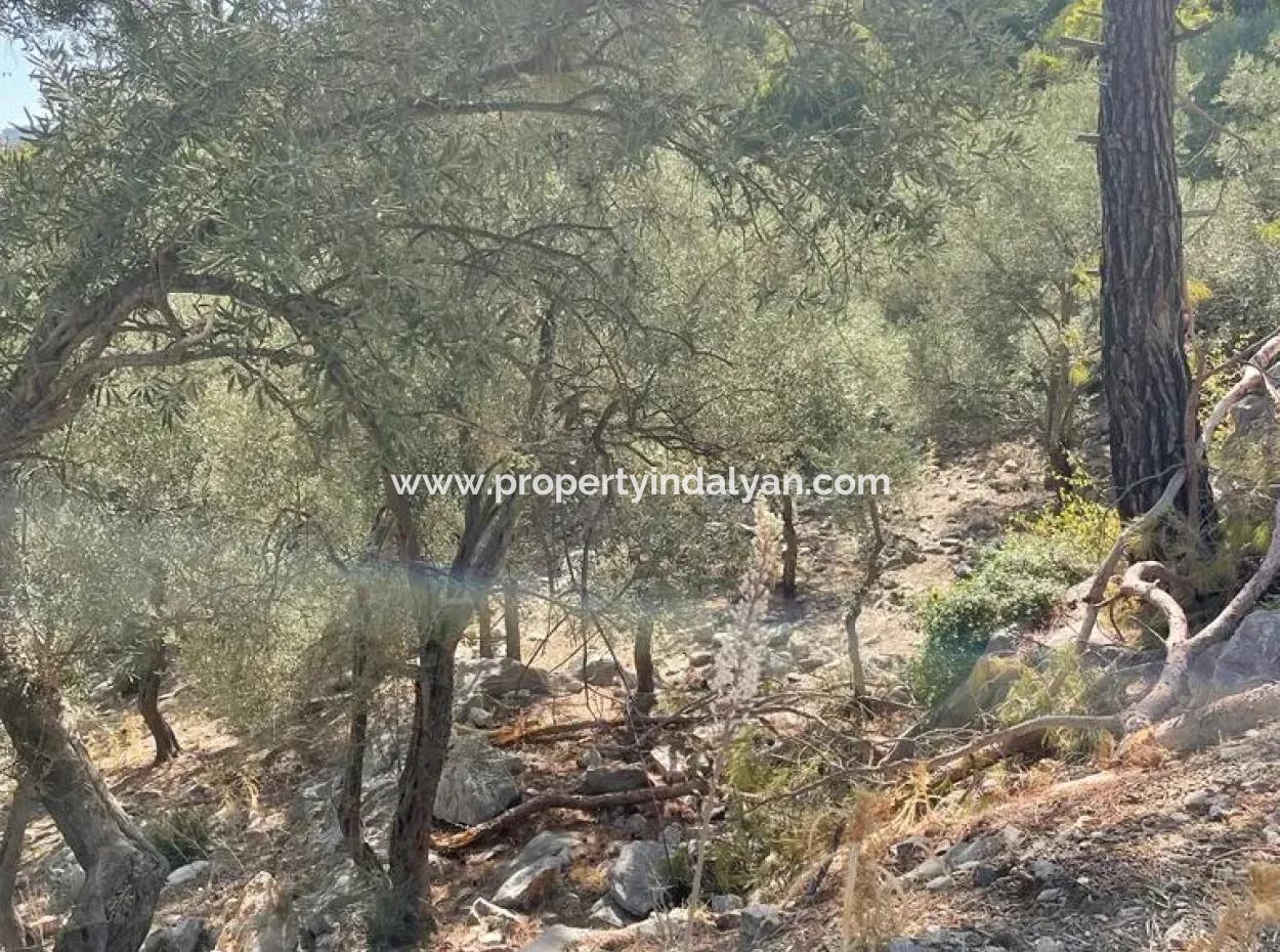 5000 M2 2B Feld Zu Verkaufen