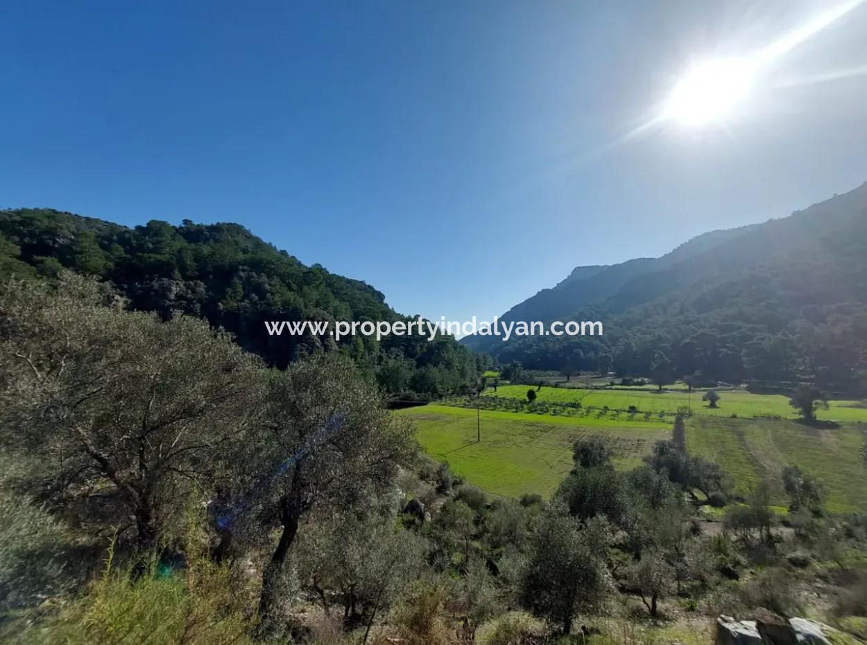 Muğla Dalyan Gökbelde 13 200 M2 Freistehende Eigentumsurkunde Olivenhain Zu Verkaufen