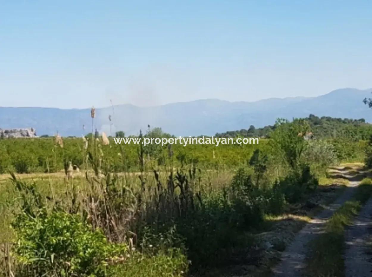 Garten Der Granatäpfel Zum Verkauf In Dalyan