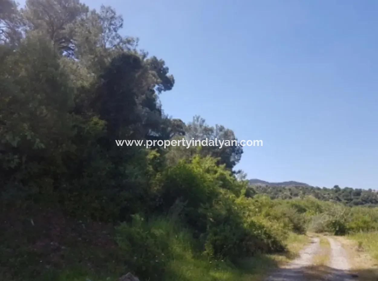 Garten Der Granatäpfel Zum Verkauf In Dalyan