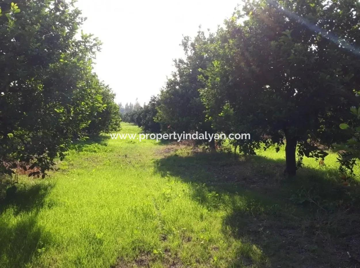 Tepearasi Schnäppchen Für Verkauf In Orange Grove