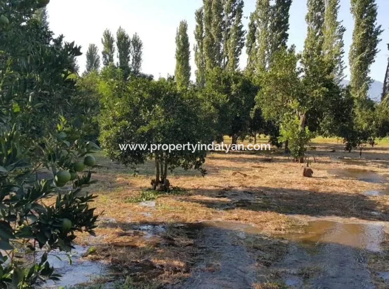 Garten Zum Verkauf In Köyceğiz Dorf