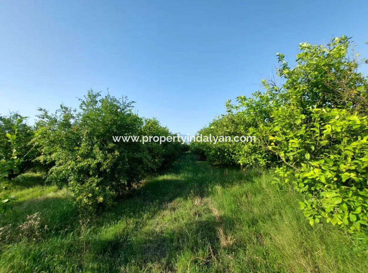 23.000 M² Granatapfel- Und Zitronengarten Zum Verkauf In Muğla Ortaca Tepearası – Geeignet Für Landwirtschaftliche Kredite