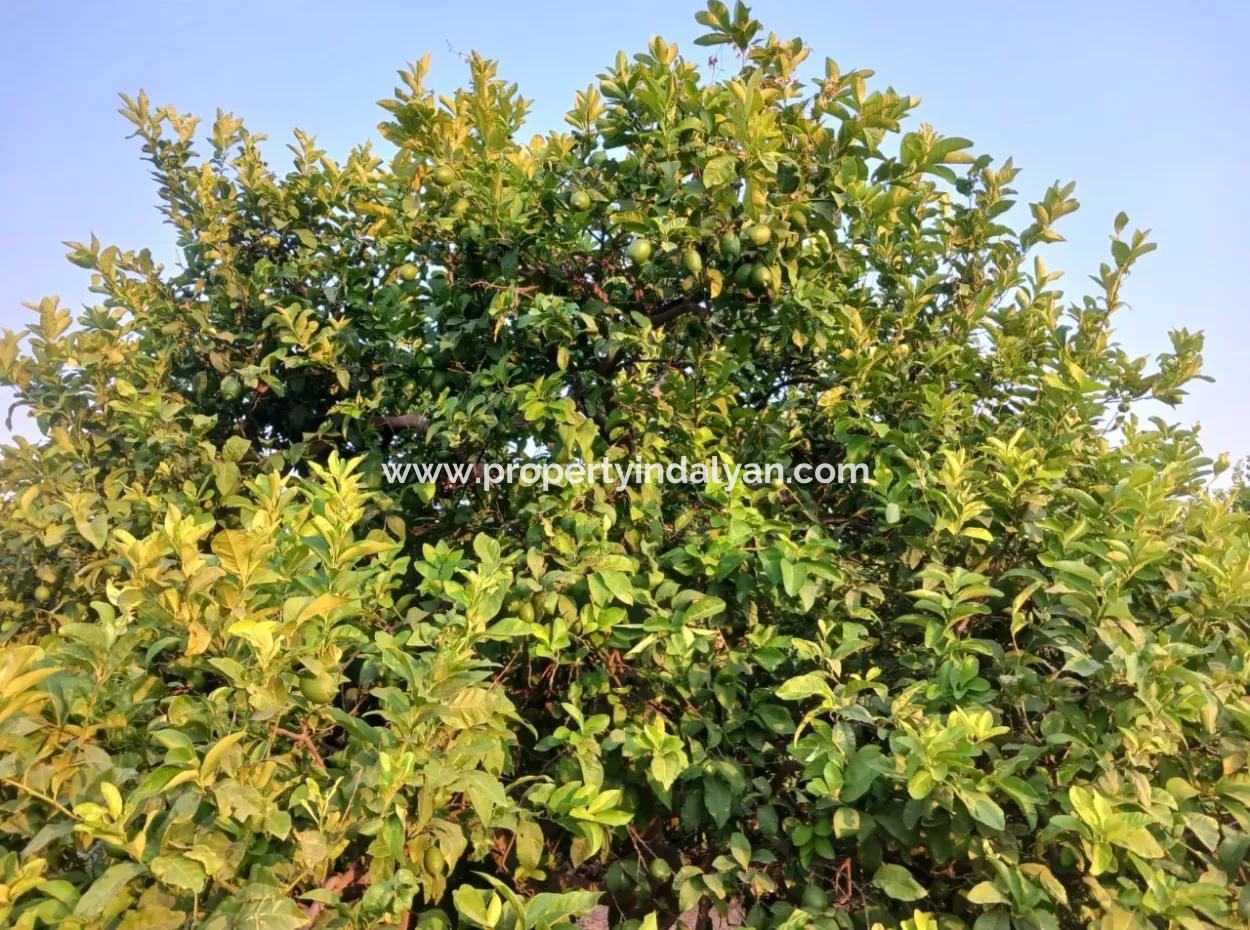 4.000 M2 Zitronengarten Zum Verkauf In Ortaca Fevziye