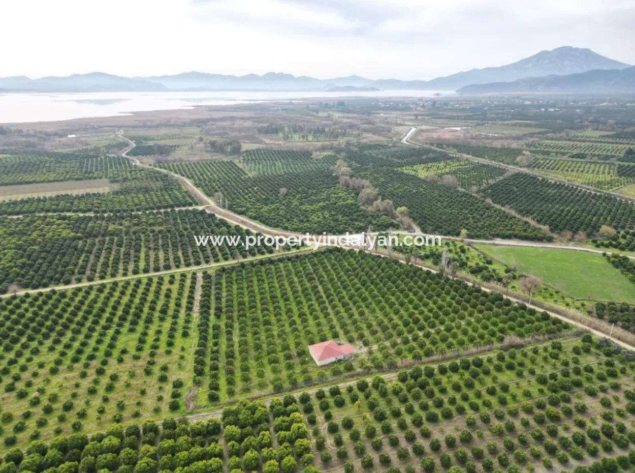 3 1 Dorfhaus Zum Verkauf In 17.000 M2 Orange Garden In Köyceğiz Toparlar