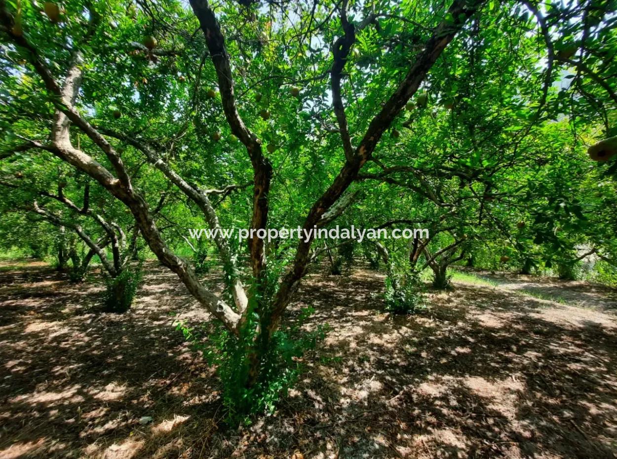 Muğla Dalyanda Mountain Zero, Waterside 10 500 M2 Granatapfelgarten Zum Verkauf