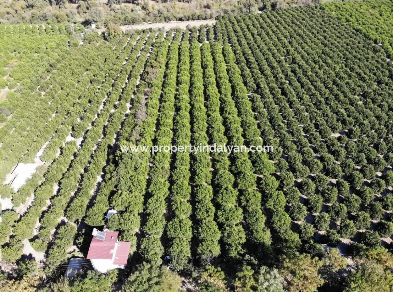 8230 M2 Zitronenfeld Zum Verkauf In Ortaca Akıncı