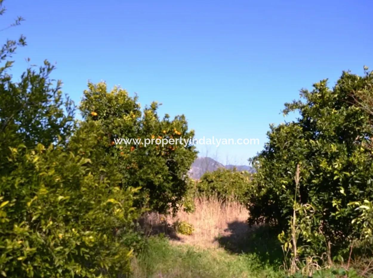 Dorf Haus Zum Verkauf In Orange Grove Und Beyoba