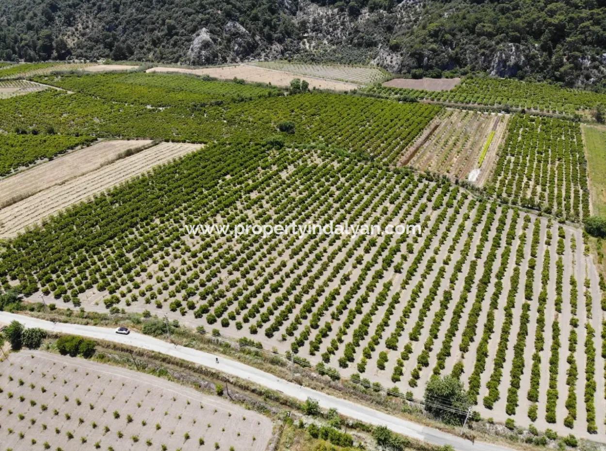 13 500 M2 Feld Zum Verkauf In Ortaca Mergenli