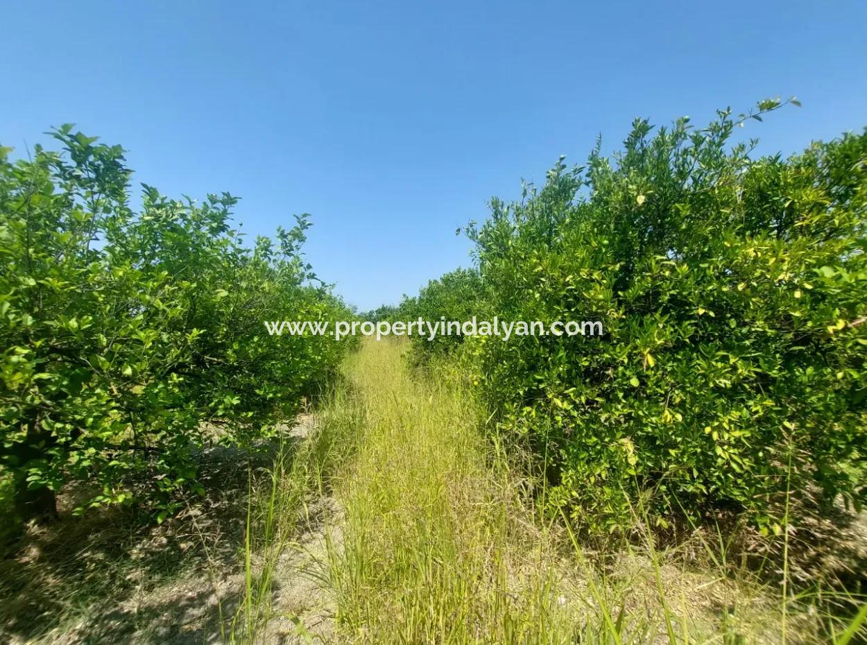 5.200 M² Zitronen- Und Orangengarten Zu Vermieten In Dalyan, Muğla