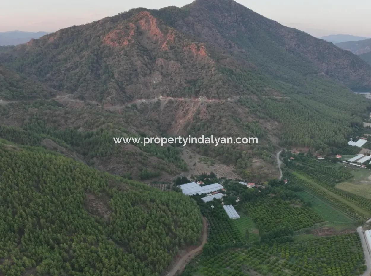 Freistehender 5.000 M² Zitronengarten Mit 150 M² Baurecht In Ortaca Çaylı Zum Verkauf Oder Tausch