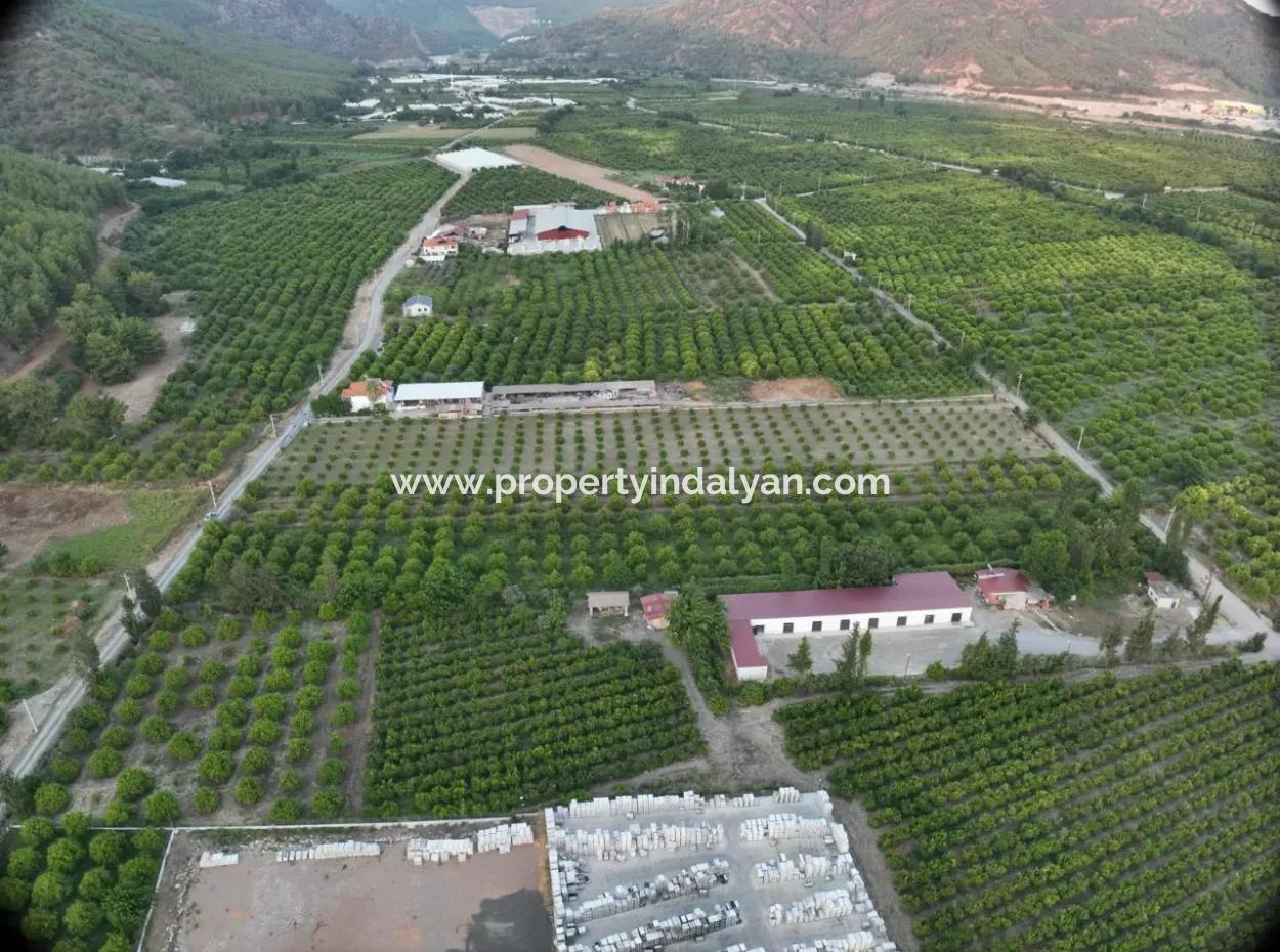 Freistehender 5.000 M² Zitronengarten Mit 150 M² Baurecht In Ortaca Çaylı Zum Verkauf Oder Tausch