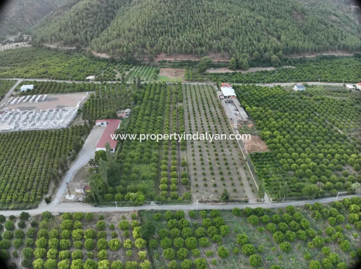 Freistehender 5.000 M² Zitronengarten Mit 150 M² Baurecht In Ortaca Çaylı Zum Verkauf Oder Tausch
