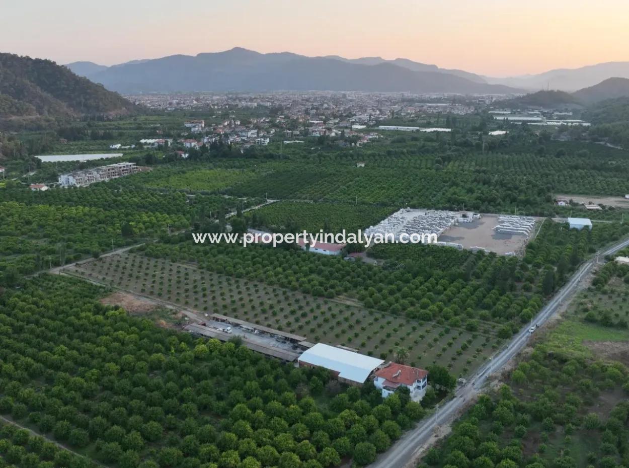 Freistehender 5.000 M² Zitronengarten Mit 150 M² Baurecht In Ortaca Çaylı Zum Verkauf Oder Tausch