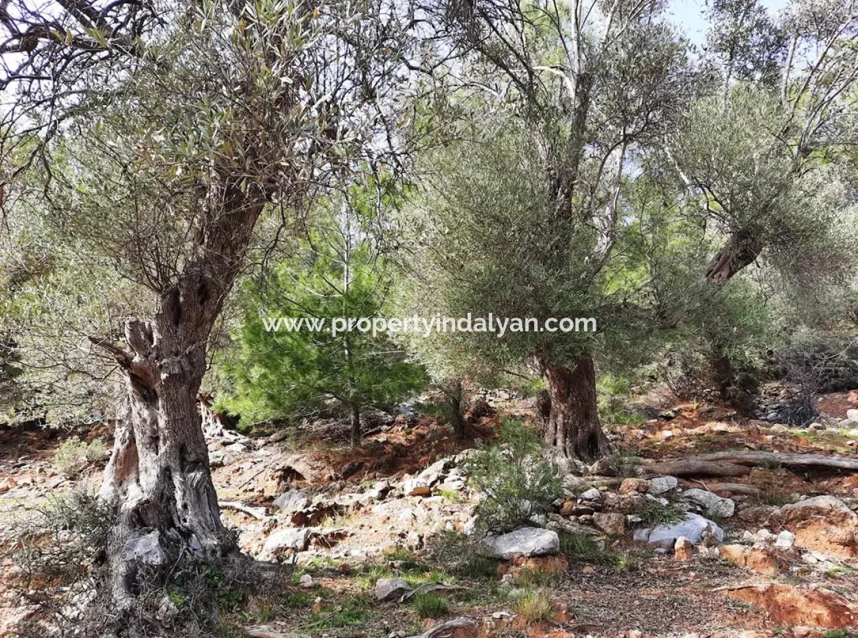 Das Besitzrecht An 3 100 M2 Treasury Land In Muğla Ortaca Dalyan Gökbel Wird Übertragen