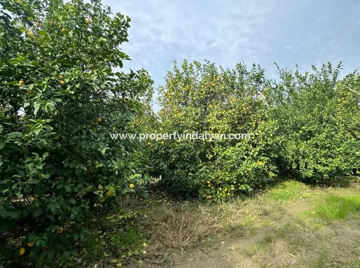 18 Hektar Land Zum Verkauf In Muğla Ortaca Akıncı