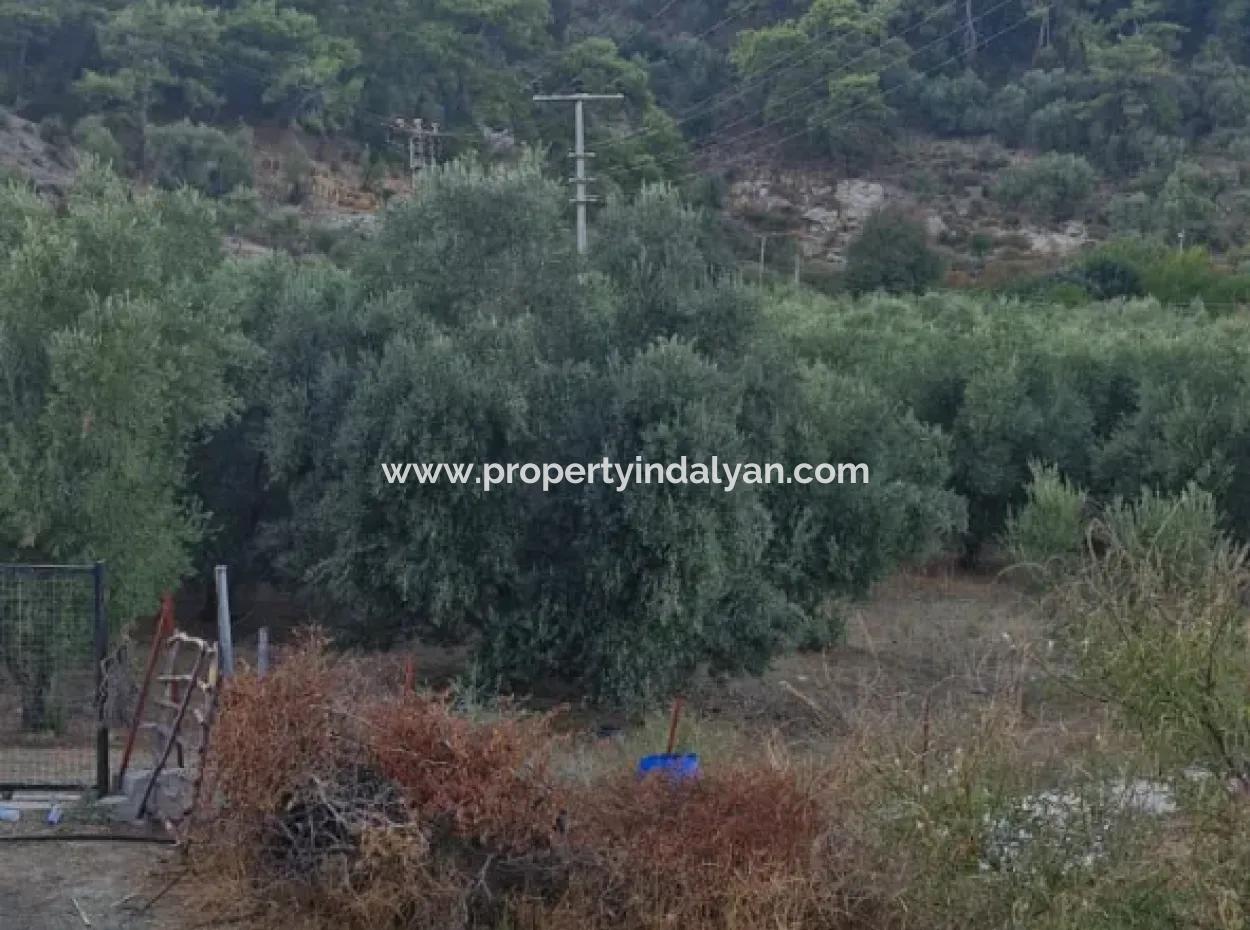 Muğla Köyceğiz Çandır Mah.4 250 M² Olivenhain Zum Verkauf
