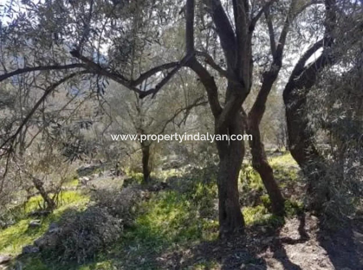 Meerblick Land Zum Verkauf In Göcek Gökçeovacık