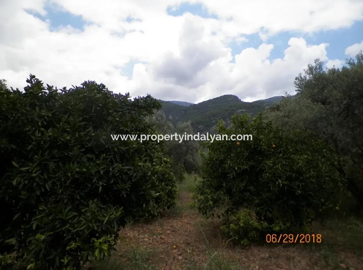 Köycegiz Yang'da 9406 M2 Effizientes Feld Zu Verkaufen