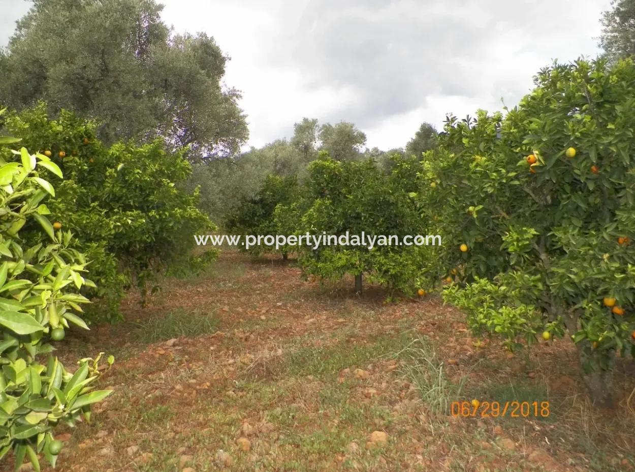 Köycegiz Yang'da 9406 M2 Effizientes Feld Zu Verkaufen