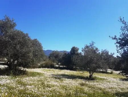 Grundstück E.p. Mit Seeblick Im Gebiet Köycegiz Zeytin