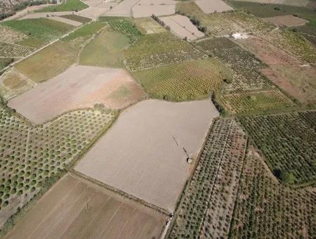 Freistehende Fruchtbare Schnäppchen Land Zum Verkauf In Ortaca Mergenli