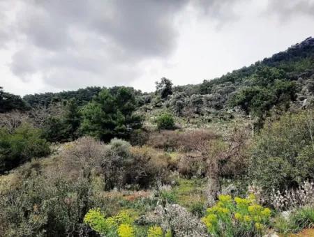 Dalyan Gökbel 13.100 M2 Acker Zum Verkauf In Der Natur