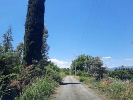 Citrus Garten Freistehendes Land Zum Verkauf In Mugla Dalyan 3000 M2