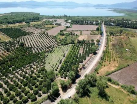 Freistehende Eigentumsurkunde In Der Nähe Des Sees In Köyceğiz 2 650 M2 Zitrusgarten Zum Verkauf Oder Tausch