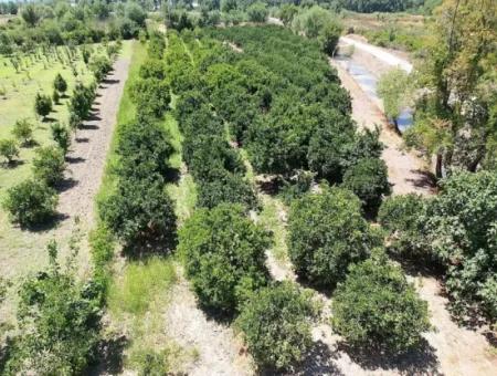 Freistehende Eigentumsurkunde In Der Nähe Des Sees In Köyceğiz 2 650 M2 Zitrusgarten Zum Verkauf Oder Tausch